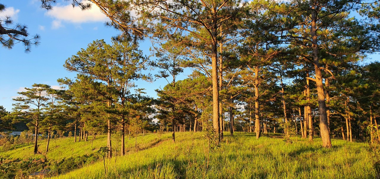 Lâm Đồng: Đẩy mạnh công tác trồng và giữ rừng theo hướng bền vững - Ảnh 1