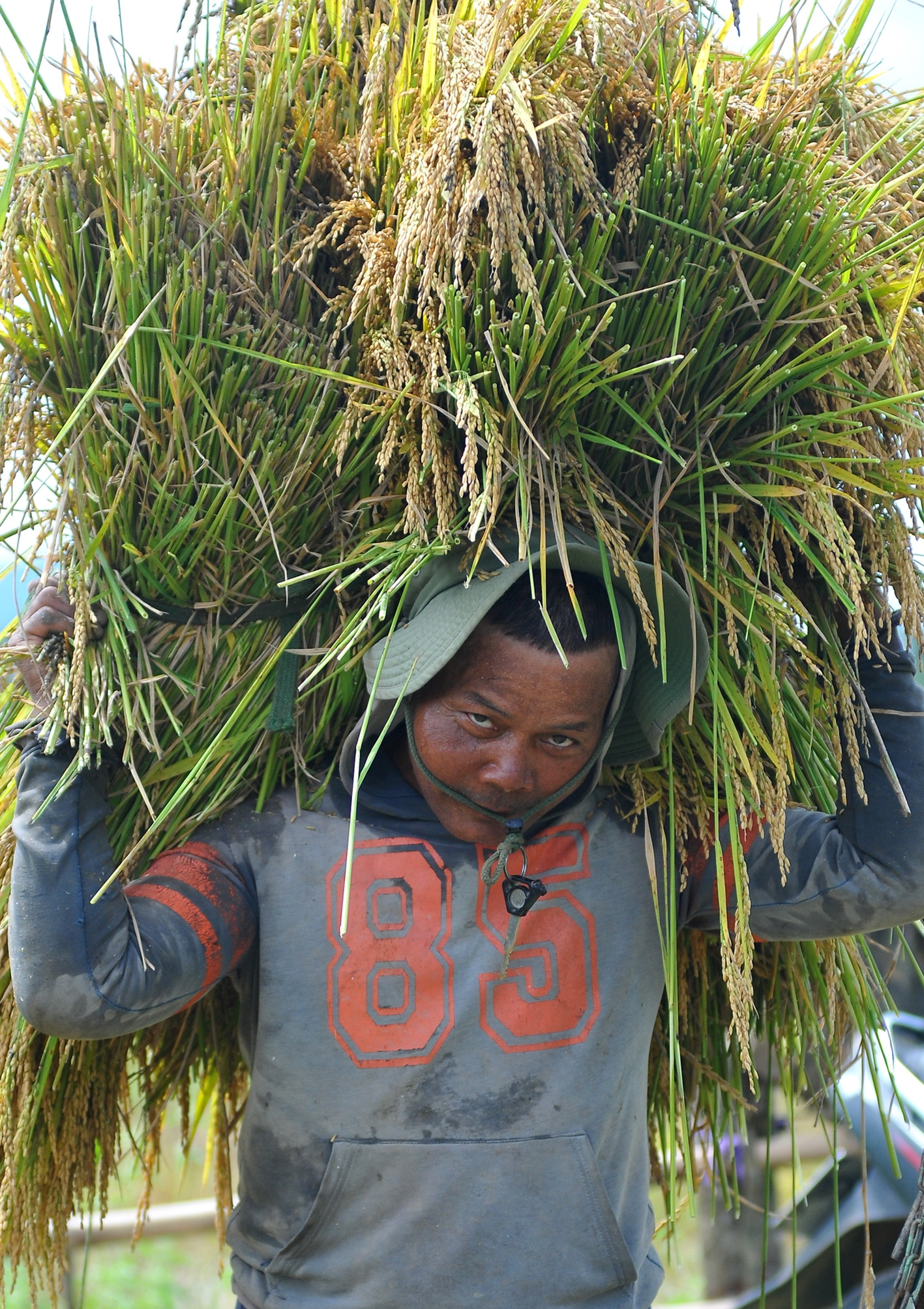 Đàn ông đảm nhận công việc vận chuyển lúa ra khỏi ruộng 