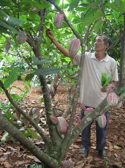 Hiệu quả kinh tế nhờ trồng điều xen canh ca cao  baotintucvn