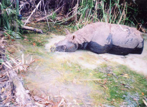 Tê giác một sừng ở Việt Nam đã tuyệt chủng là bài học lớn trong việc bảo vệ động vật ở Việt Nam. Ảnh minh họa: WWF.