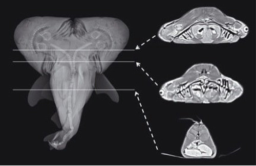 two-headed-shark-fetus-x-rays-8772-13879