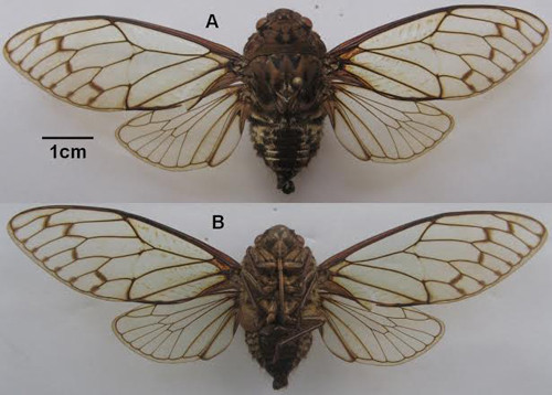 Hình ảnh con đực loài ve sầu Karenia hoanglienensis Pham & Yang, 2012: A, nhìn từ mặt lưng. B, nhìn từ mặt bụng