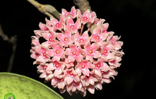 Dạng hoa màu hồng của Cẩm cù hạnh Hoya hanhiae - Ảnh: NguyễnThuý Hạnh