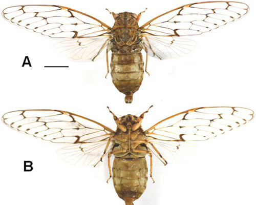 vcon đực loài ve sầu Semia gialaiensis Pham & Constant, 2013: A, nhìn từ mặt lưng. B, nhìn từ mặt bụng