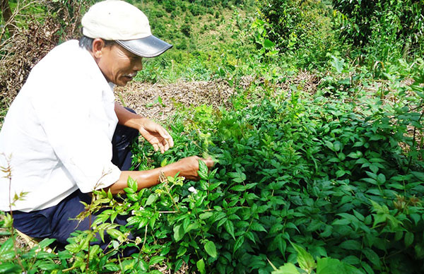 Cây chè dây hoang dại chuyên canh xanh tốt trên đất rừng Đam Rông