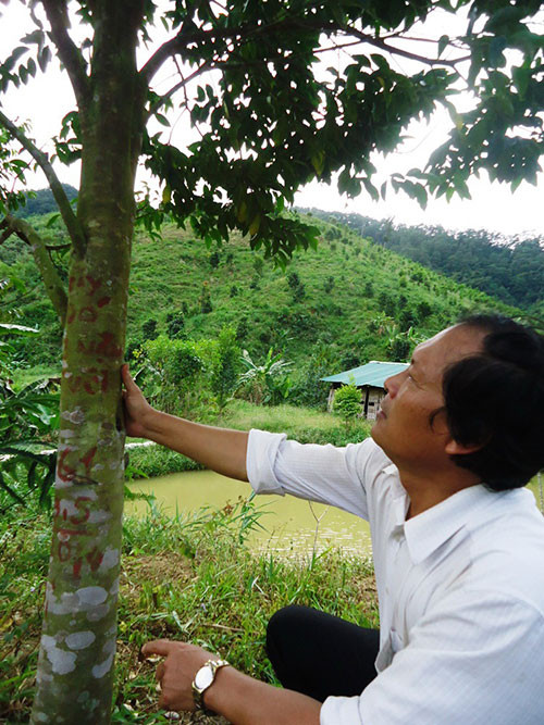 Anh Hoàng Duy Thành bên một trong những cây dó bầu đang tạo trầm