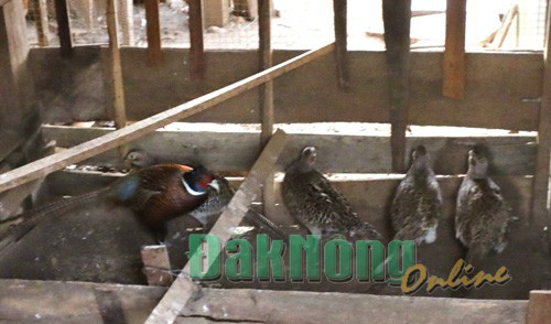 Nghề nuôi chim hoang dã sinh sản - Tạp chí Kinh tế Sài Gòn
