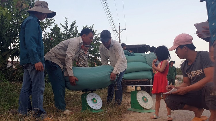 Nếp Quýt được thương lái cân mua ngay tại cánh đồng