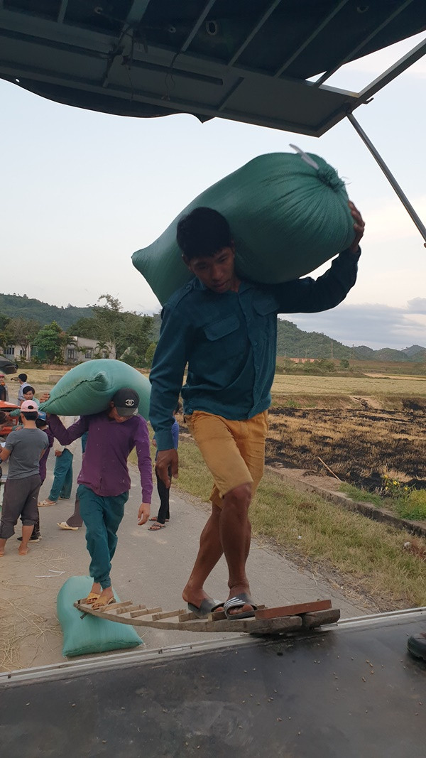 Bốc vác Nếp Quýt lên xe đưa đi tiêu thụ