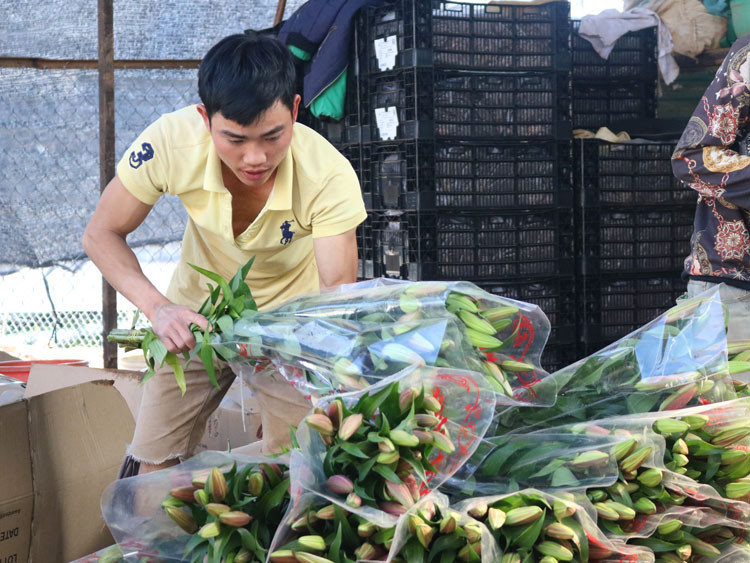 Đóng hoa giao cho thương lái đợt trước tết Nguyên đán