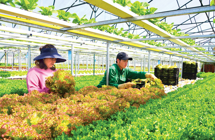 Trồng rau thủy canh tại Phường 7, Đà Lạt. Ảnh: Văn Báu
