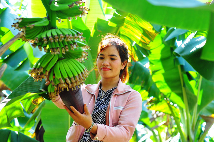 HTX Laba Banana Đạ K’nàng liên kết với 40 hộ dân sản xuất khoảng 165 ha chuối xuất khẩu sang Nhật Bản