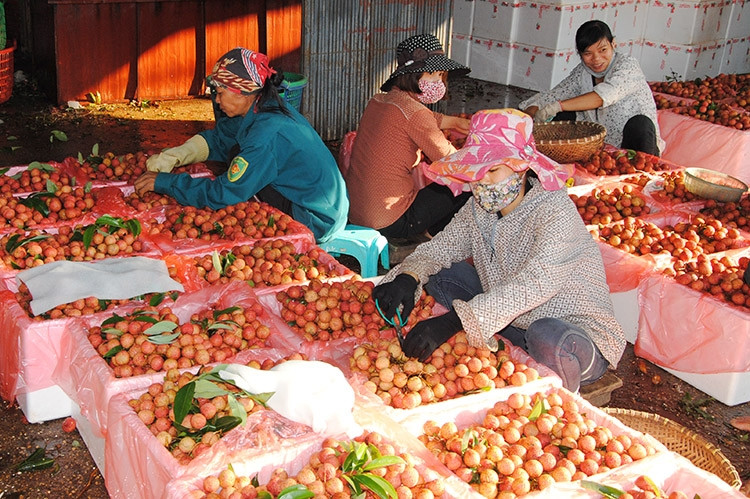Sơ chế tại 1 cơ sở xuất khẩu vải Bắc Giang