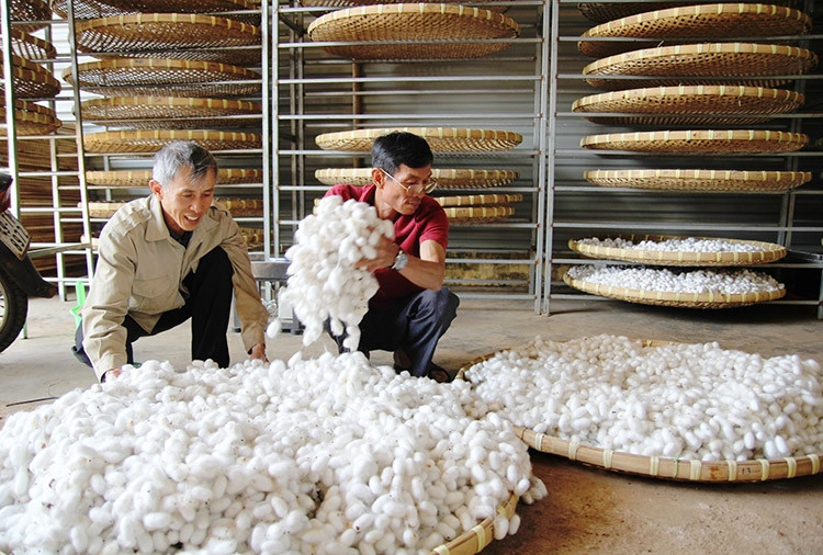 4 doanh nghiệp là Ba Minh - Lâm Hà, Suenphiuur - Đức Trọng, Minh Thành - Bảo Lộc, Minh Quân - Đạ Tẻh cam kết thu mua kén cho các hộ liên kết với giá 90 - 100 ngàn đồng/kg