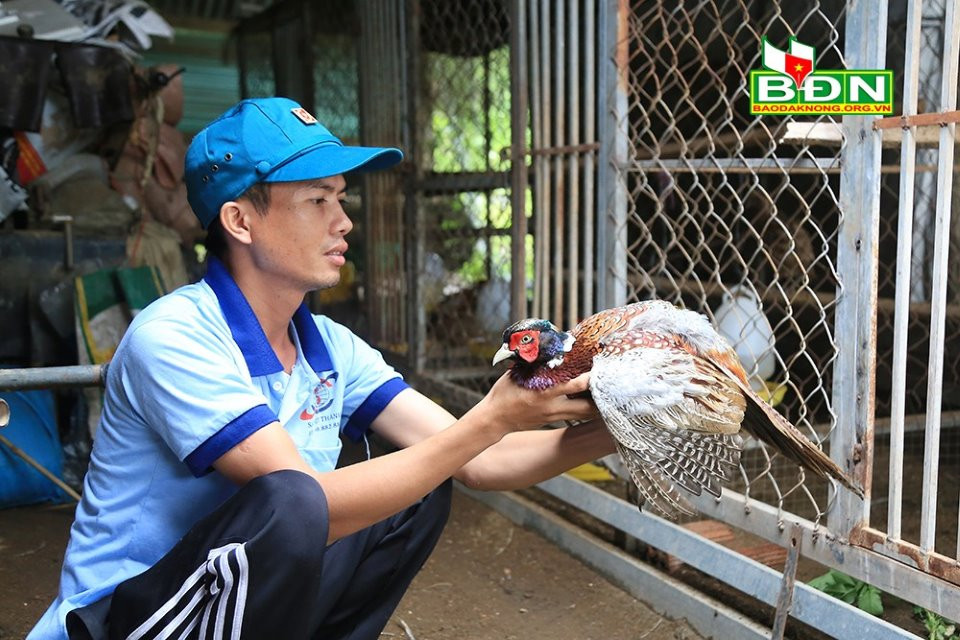 Kỹ thuật nuôi chim trĩ 7 màu sinh sản - Tạp chí Chăn nuôi Việt Nam