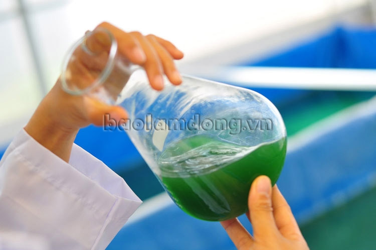 Từ nửa lít tảo giống ban đầu, chị Trâm đã tiến hành nhân giống. Việc nhân giống phải rất cẩn thận ngay từ bước đầu bởi sinh khối của tảo rất dễ bị ảnh hưởng. Sau 30 ngày, chị nhân giống thành công lên hơn 1.000 lít. Bởi, trong thời tiết nắng tảo phát triển theo cấp số nhân đạt 25% mỗi ngày