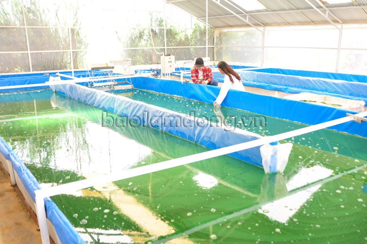 Sau khi nhân đủ sinh khối cho các hồ thì sau 3-4 ngày sẽ thu 1/4 hồ và 4 ngày sau tảo sẽ tự đầy trở lại. Dinh dưỡng cho tảo xoắn là các khoáng chất được pha chế từ các chất như sắt, phốt pho, canxi, cali, maggie, lá chè xanh, muối biển… Nhờ vậy, tảo xoắn phát triển ổn định và khỏe mạnh trong suốt cả năm
