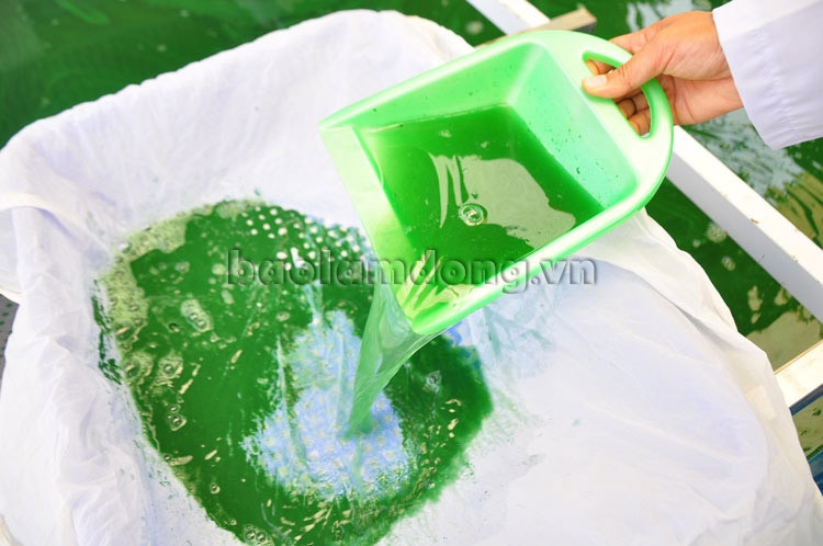 Thời gian đầu năng suất chưa thực sự cao, nhất là những tháng mùa mưa. Tuy nhiên, đến hiện tại, chị Trâm đã hoàn toàn chủ động nuôi và nhân giống. Tảo xoắn được thu hoạch theo phương pháp truyền thống, tự nhiên. Vào sáng sớm, những tảo xoắn khỏe nhất sẽ nổi trên mặt hồ và tạo thành một lớp váng tảo. Khi đó, người nuôi tảo sẽ gạt nhẹ và lóng nước để lấy lớp tảo này, sau đó sơ chế và bảo quản lạnh ngay lập tức để đảm bảo giữ nguyên được độ tươi của tảo cũng như các chất dinh dưỡng