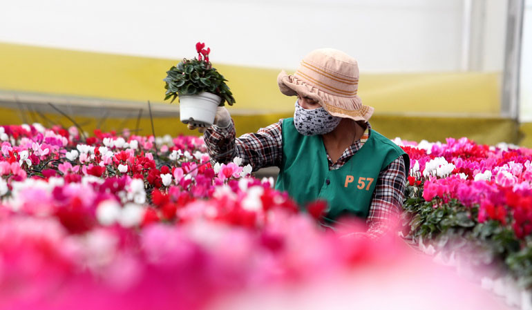 Như mọi năm, năm nay các loại hoa được ưa chuộng chưng tết như lyly, cúc, hồng, thu hải đường, đồng tiền,… nhưng được biến tấu màu sắc, độ lớn, kiểu nở để tạo khác biệt so với năm trước
