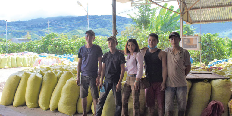 Mỗi vụ mùa, HTX Trái cây Tây Nguyên thu mua hàng trăm tấn cà phê tươi của hộ thành viên để sơ chế, chế biến và tiêu thụ theo hợp đồng