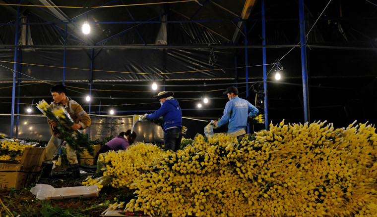 Gần 12 giờ đêm nhưng không khí thu hoạch, đóng gói hoa vẫn tất bật tại một vườn hoa cúc tết