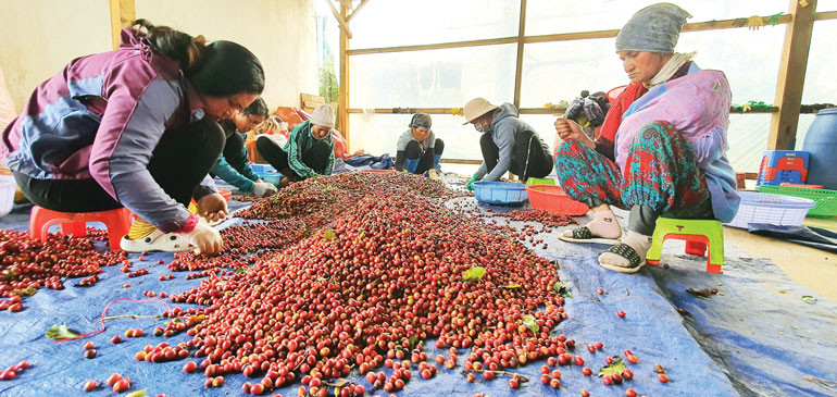 Cà phê được hái chín 100% và tuyển lựa thủ công trước khi vào sơ chế