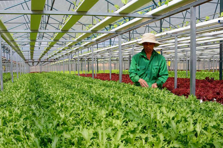 Nông nghiệp ứng dụng công nghệ cao tại Đà Lạt. Ảnh: Văn Báu
