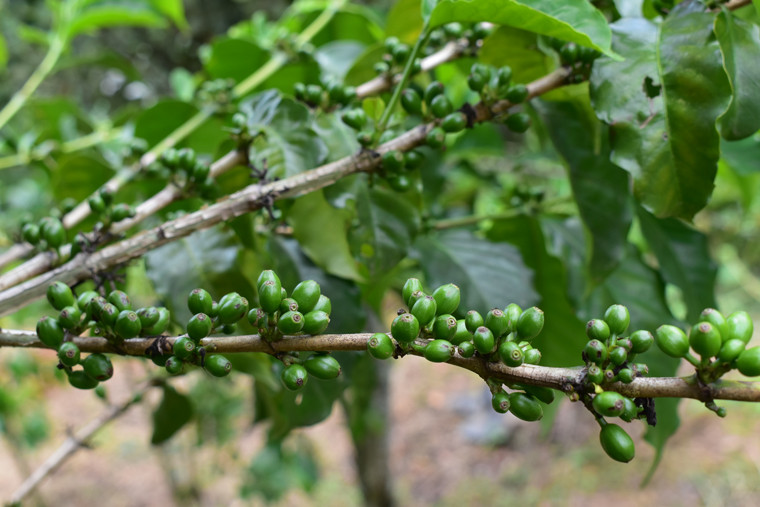 Cà phê Geisha giống từ nước Ethiopia kết trái tại Trang trại Sơn Pacamara Đà Lạt