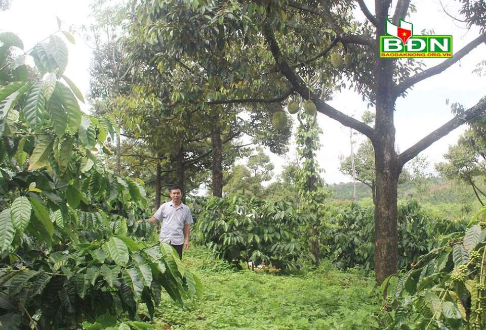 Chi tiết với hơn 100 mô hình trồng sầu riêng xen cà phê mới nhất  Eteachers