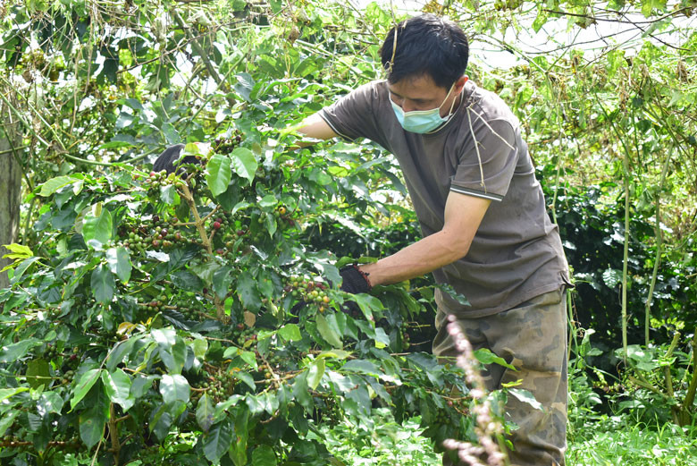 Cây cà phê không bị ảnh hưởng nhiều, nông dân chuẩn bị cho vụ thu hoạch sắp tới 