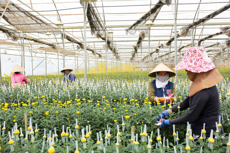Trang trại sản xuất hoa tại Khu Du lịch canh nông Mai Khôi