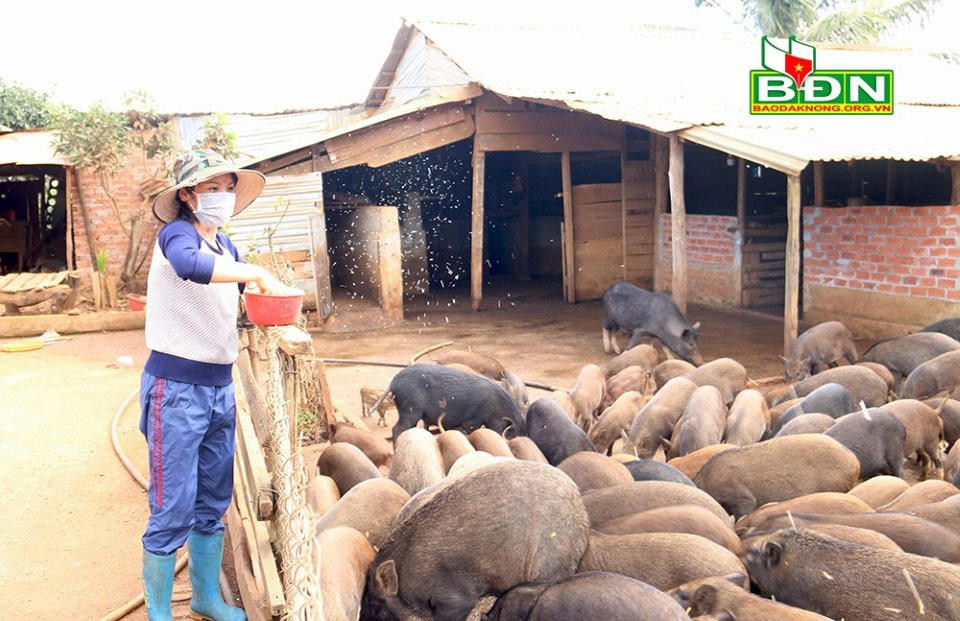 Trang trại lợn rừng quy mô 20000 con tại Việt Nam