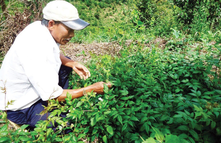 Cây trà dây rừng nguyên liệu dưới tán cây trầm hương Lâm Đồng