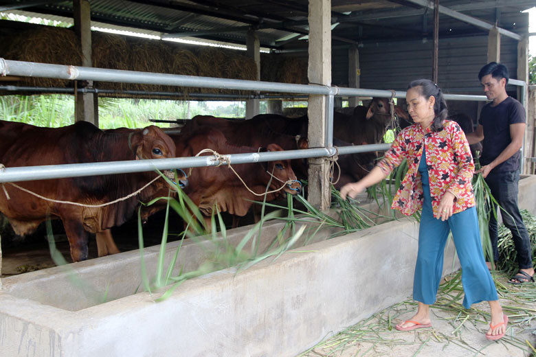Với những kinh nghiệm, điều kiện tự nhiên sẵn có, việc người dân chuyển đổi từ chăn nuôi bò thịt sang bò sữa là hoàn toàn khả thi.  