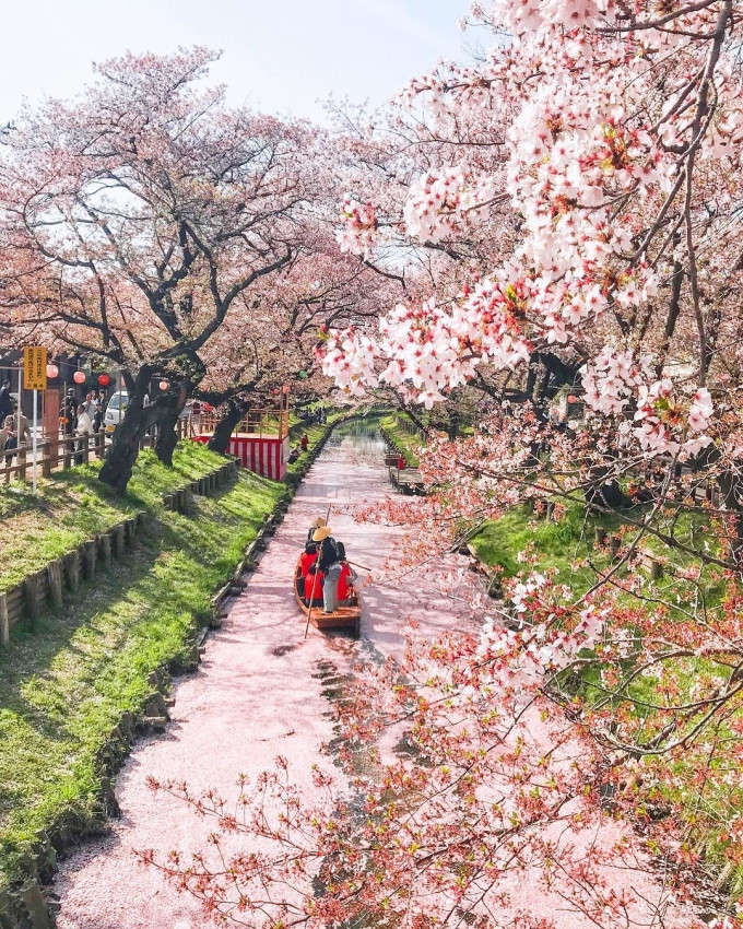 Nếu muốn ngắm hoa bằng thuyền, du khách hãy đến sông Shingashi vào cuối tháng 3, khi sự kiện Koedo Kawagoe Haru-no-shuyu được tổ chức. Ngồi trên thuyền, du khách như tĩnh lại trước vẻ đẹp nao lòng, lắm nghe dòng chảy êm đềm của Shingashi và cảm nhận sự rung cảm khi những cánh hoa rơi lất phất trên mặt nước. Ảnh: @sitwsit/Instagram
