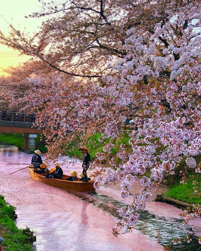 Có khoảng 300 cây anh đào được trồng dọc bờ sông Shingashi. Du khách có thể tản bộ dọc bờ sông hoặc đứng trên cầu để ngắm khung cảnh mùa xuân lãng mạn. Ảnh:  @capkaieda/Instagram