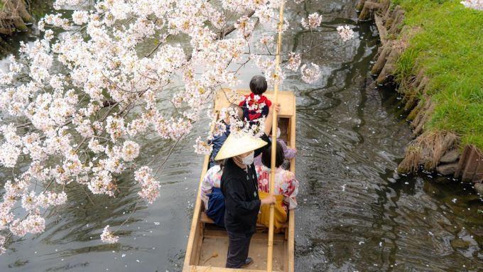 Năm nay sông Shingashi hạn chế đón khách hơn. Các chuyến đi thuyền dọc sông chỉ dành cho khách đăng ký trên ứng dụng và giới hạn cho người dân Kawagoe, độ tuổi từ tiểu học trở lên. Hàng năm, trải nghiệm này mở cửa tự do, khách chỉ cần đến và xếp hàng đợi thuyền. Ảnh: @hagerin_hage/Instagram