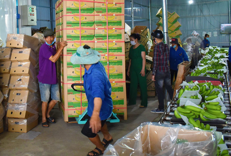 HTX Laba Banana Đạ K’Nàng đang mở rộng thị trường xuất khẩu chuối Laba đặc sản Lâm Đồng sang các nước Nhật Bản, Hàn Quốc, Trung Quốc, khu vực Trung Đông… 