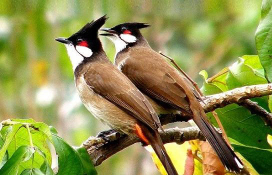 Tiếng chim chào mào cách chọn chim hay | Diễn Đàn Chim Cảnh Việt Nam