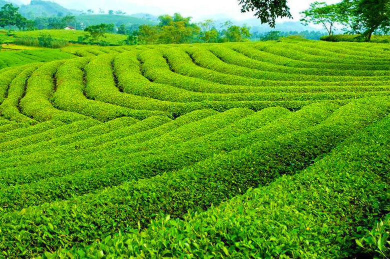 Chè Lâm Đồng, mặt hàng xuất khẩu sang châu Âu