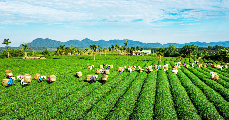 Đồi trà Bảo Lộc