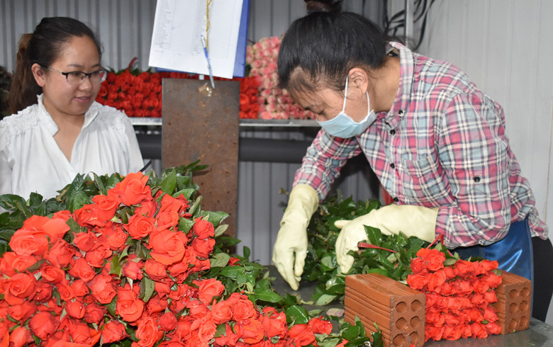 Ngành Nông nghiệp Lâm Đồng tiếp tục triển khai các chương trình, đề án hỗ trợ các làng nghề bảo tồn và phát triển các giống hoa đặc trưng của thành phố Đà Lạt.