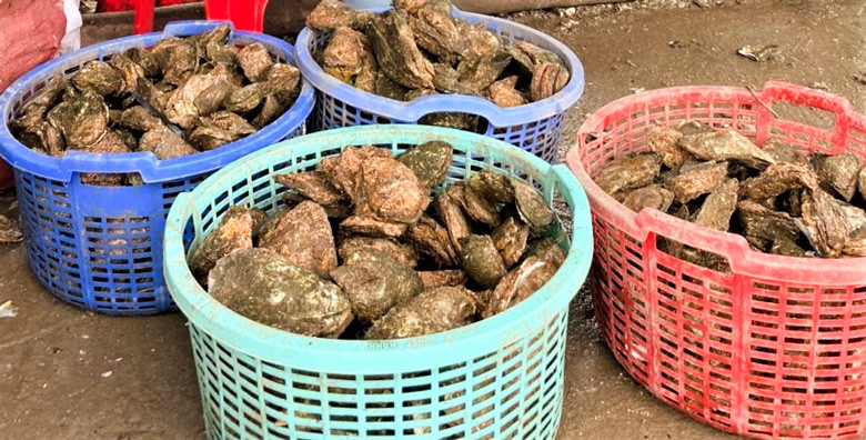 Nông trại sinh thái Người Giữ Rừng thu hoạch mỗi ngày 100 - 200 kg hàu sinh trưởng tự nhiên