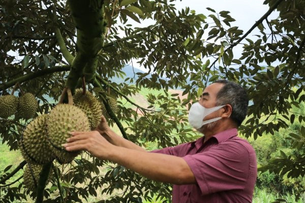 Hiện Đam Rông có 420 ha sầu riêng đã cho sản phẩm