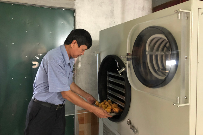 Sấy trà hoa vàng bằng máy sấy thăng hoa tại HTX Trà hoa vàng Phương Nam