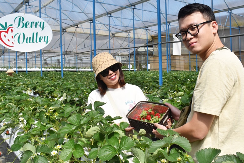 Du khách trải nghiệm thu hái dâu tây Nhật tại Trang trại Berry Valley Đà Lạt