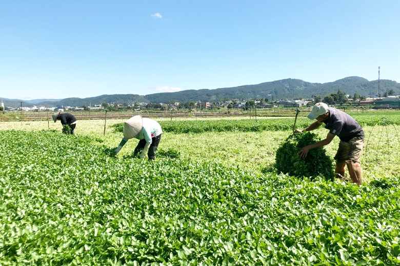 Thu hoạch xà lách xoong trên ruộng nước tại cánh đồng chuyên canh ở Phú Hội