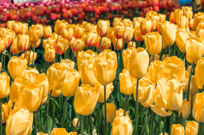 Sắc vàng rực của hoa tulip mời gọi khách du lịch đến thủ đô Amsterdam, Hà Lan. Ảnh: Freepik