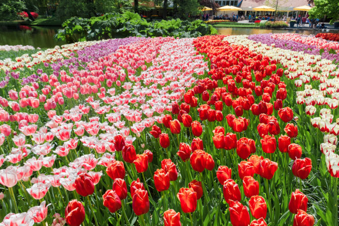 Trăm hoa tulip trổ sắc trải những thảm màu óng ánh ở Hà Lan. Ảnh: Freepik