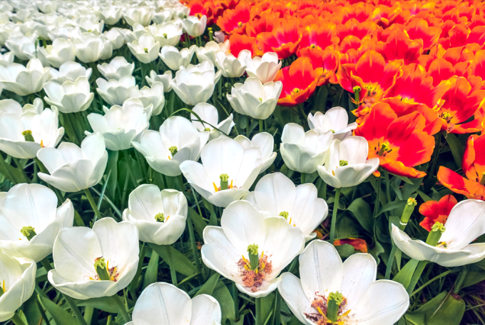 Thảm hoa Tulip với sắc trắng tinh khôi hòa quyện cùng sắc cam rực rỡ (Ảnh: Freepik)